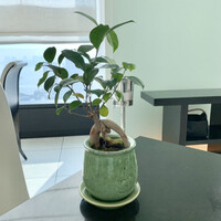 日本料理 「風花」 コンラッド東京 - 