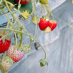 姫路ハートフル観光農園 - 