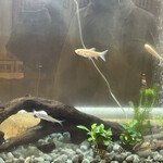 鰻はし本 - 水槽