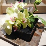 島津 - 最後まで楽しむ胡蝶蘭