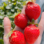 姫路ハートフル観光農園 - 