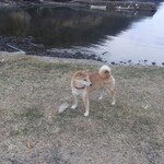 旅館田の浦温泉 - 看板犬のナツちゃん