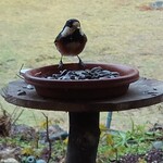 くつきそば 永昌庵 - 