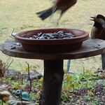 くつきそば 永昌庵 - 
