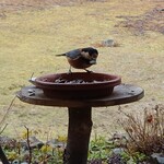 くつきそば 永昌庵 - 
