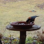 くつきそば 永昌庵 - 