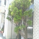 珈琲モリナガ - 