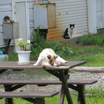 想いやりファーム - 猫ちゃんたちがお出迎え～～