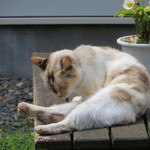 想いやりファーム - 可愛いんだよね～～