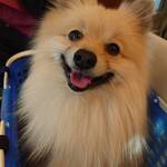 Restaurant Hamy's 가루이자와