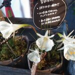 Aoyama Flower Market TEA HOUSE - 