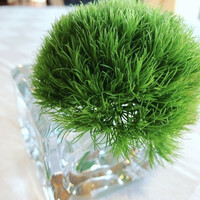 ラ・メール ザ クラシック - 