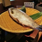 大アマゴ(サツキマス)