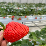 ベリーズファン - 