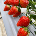 ベリーズファン - 