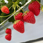 ベリーズファン - 