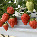 ベリーズファン - 