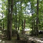 森の中のレストラン こどう - 駐車場からレストランに至る樹林