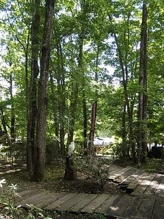 Mori no Naka no Restaurant Kodou - 駐車場からレストランに至る樹林