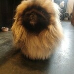 バーグハック - 可愛い！！！