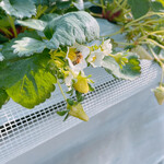 姫路ハートフル観光農園 - 