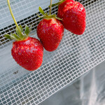 姫路ハートフル観光農園 - 