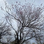 ピアット スズキ チンクエ - 1月なのに、何故か富山のお庭で綺麗に咲いてる紅梅
            2度の大雪で大分花が落ちたとか。写真はイマイチですが、とても綺麗です