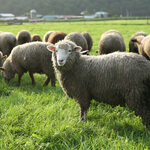 對馬流 南インド系辛口料理店 タリカロ - 帯広白糠町の「茶路めん羊牧場」の貴重な国産マトン