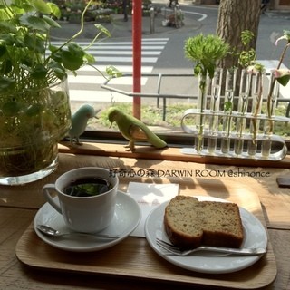 ダーウィンルーム_2