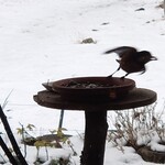 くつきそば 永昌庵 - 