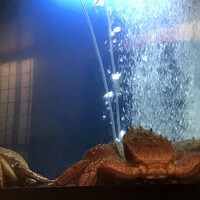 蟹遊亭 名古屋店 - 