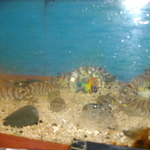 直丹新開地店 - 生簀の車えび