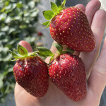 姫路ハートフル観光農園 - 