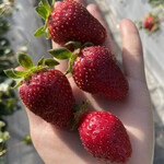 姫路ハートフル観光農園 - 