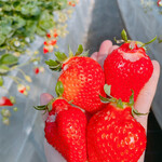 姫路ハートフル観光農園 - 