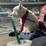 スターバックスコーヒー - 