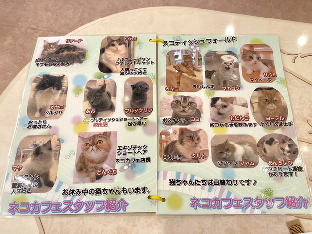 相変わらず猫の数は少ないけど 再訪 By 踊る埴輪 ねこカフェマリーナ 江波 その他 食べログ
