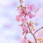 パティスリーレセンシエル - 