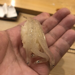 鮨 しゅん輔 - 白魚。軽く昆布で〆ています。内臓の苦味と背骨のシャリシャリ感が堪りません