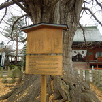 飛騨 こって牛 - １２００年の銀杏の木