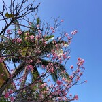 明石食堂 - 緋寒桜