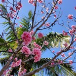 明石食堂 - 緋寒桜