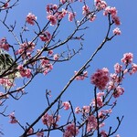 明石食堂 - 緋寒桜