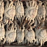 百濟 - 最高級メスガニ入荷