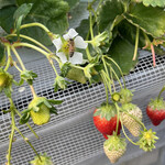 姫路ハートフル観光農園 - 