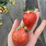 姫路ハートフル観光農園 - 