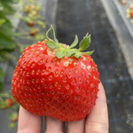 姫路ハートフル観光農園 - 