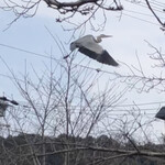 草喰 なかひがし - どうやら悟りを開けたみたいww