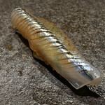 寿し おおはた - 