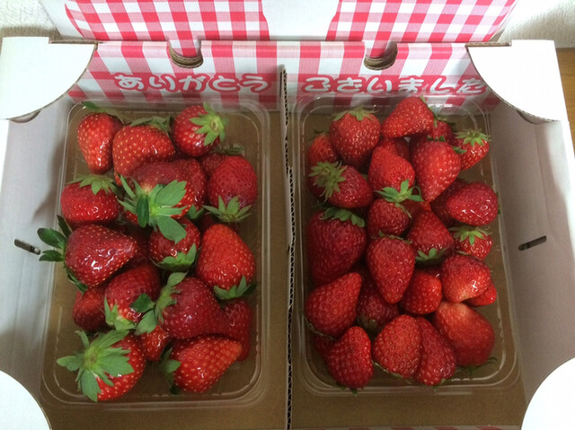 春の訪れ わだデラックス！(#^.^#)』by m-hammer : 和田農園直売所  